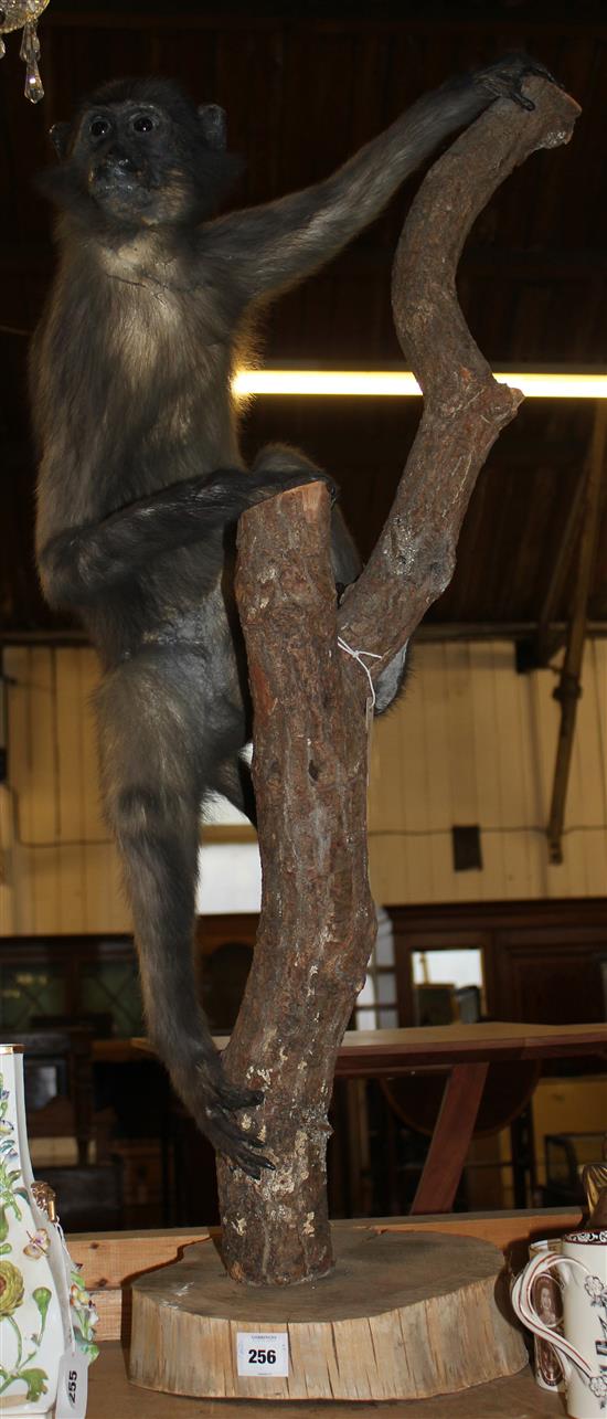 Taxidermy monkey(-)